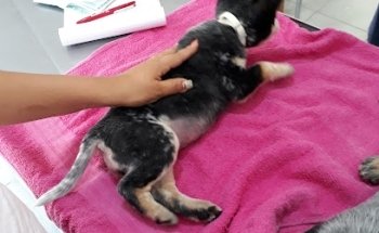 Veterinaria Dra. María Guadalupe Flores M.