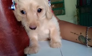 Estetica Y Veterinaria Perritos