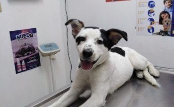 Animalitos Veterinaria