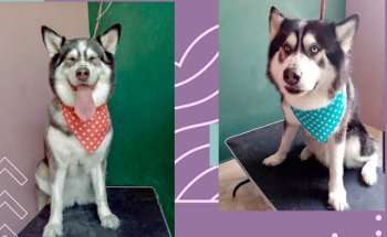 VETERINARIA The Healing House