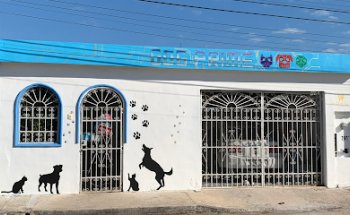 Consultorio Veterinario Dog prime