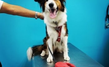 ServiPets Consultorio Veterinario