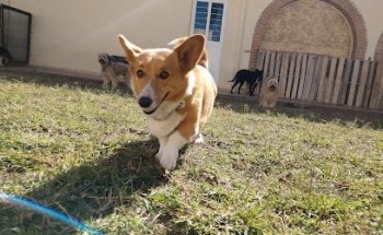 DOG PLACE VET & HOTEL