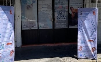 Clínica CrVz’s English Bulldog