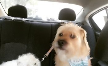 CIBA | Centro Integral de Bienestar Animal