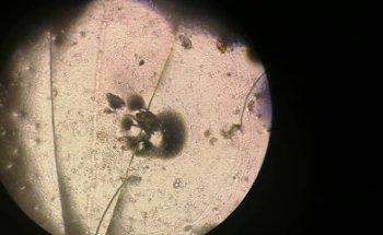 SPA CANINO VALTIERRA