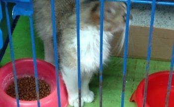 Veterinaria Del Bosque