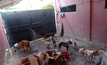Perros, Gatos y Mas
