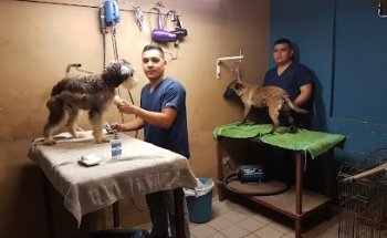 Veterinaria Y Estetica SERVICIOS CANINOS