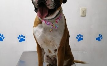 Vigil Fast Veterinaria