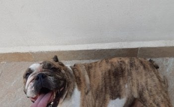 Vet´sentrum Centro Veterinario