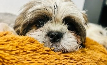 Clínica Veterinaria Rivenvet