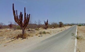 Clínica veterinaria camino real