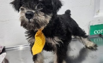 Clínica Veterinaria S.Gascon