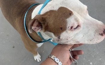 Clínica veterinaria Hermosas Huellitas