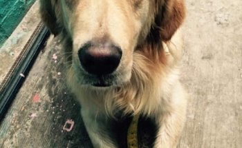 M.V. Elena Pérez López