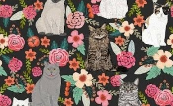 Paws Veterinary And Love