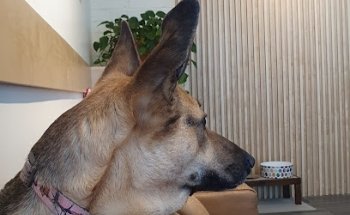 Clinica para animales Dra. Martha María