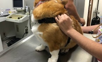 Centro Veterinario Nantli