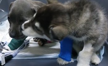 Centro Veterinario Metztli