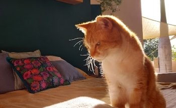 Sphynx Medicina Felina