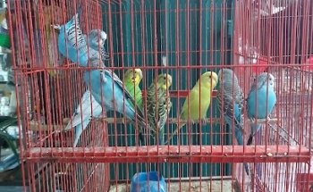 Clínica Veterinaria Serveter