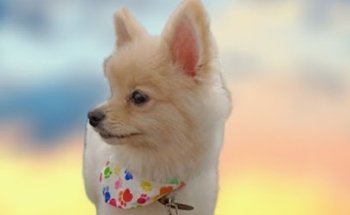 Servicios Integrales Veterinarios