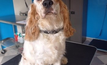 Clínica Veterinaria Armentum