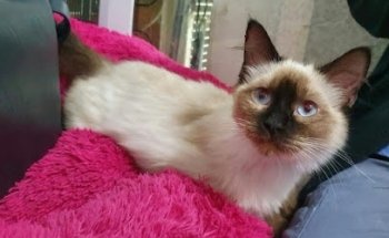 Exotic Pet Clinical Center