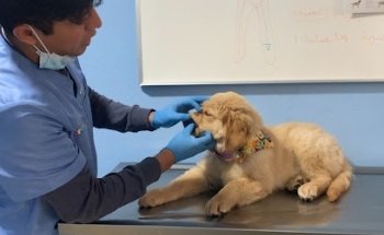 Perrunos Veterinaria Gobernadores