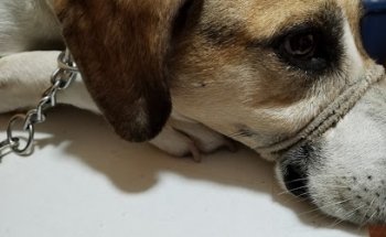 Consultorio médico veterinario 