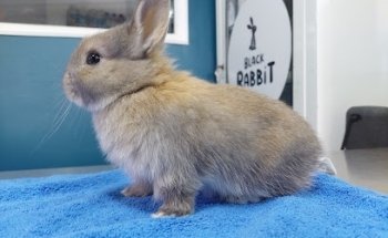 Black Rabbit Veterinaria.