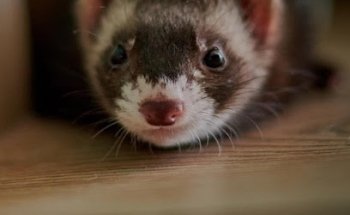 Exotic Pet Veterinarian