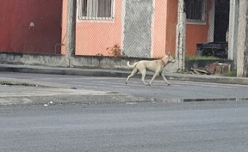 Veterinaria Shavethd