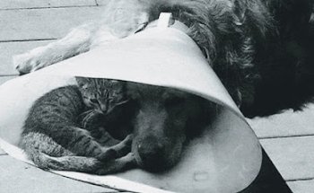 Veterinaria Maika Pet's