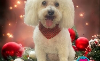 Estética canina Classic Pets