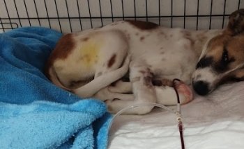 CATDOG Servicio Integral Veterinario