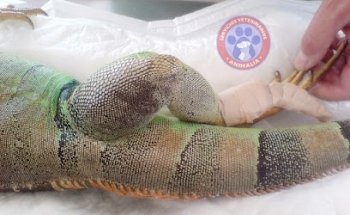 SERVICIOS VETERINARIOS ANIMALIA