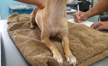 Consultorio Veterinario Cachorros