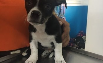 LoVet *Consultorio Veterinario*