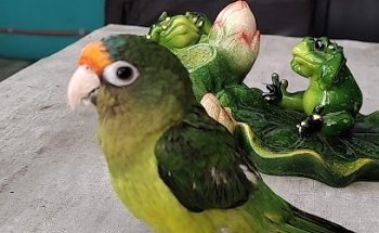 Cemave Centro Médico Veterinario de Aves