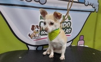 Lily Vet |Veterinaria|Pet Shop|Estetica