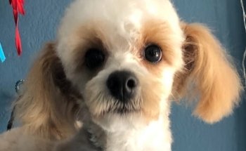 Veterinaria michicanvet