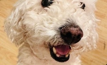 Veterinaria Pets Garden