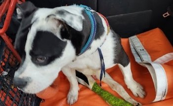 Marnie Clínica Veterinaria