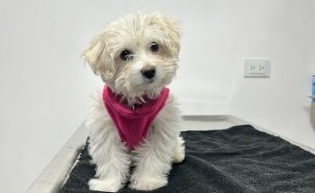 Clínica Veterinaria Albaitaria