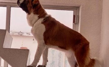 Consultorio Veterinario Armi