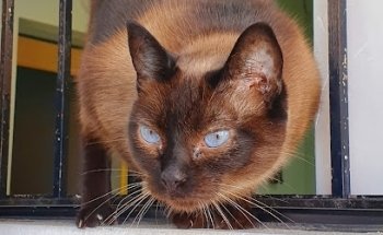 Veterinaria Planeta K-nino