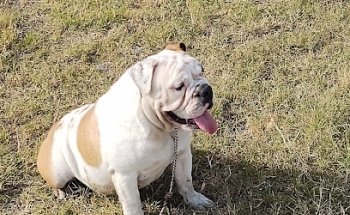 Veterinaria garritas