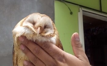 Asesoria Medica Veterinaria